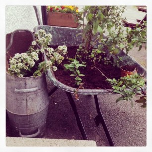 Cygnets Restaurant's herbs